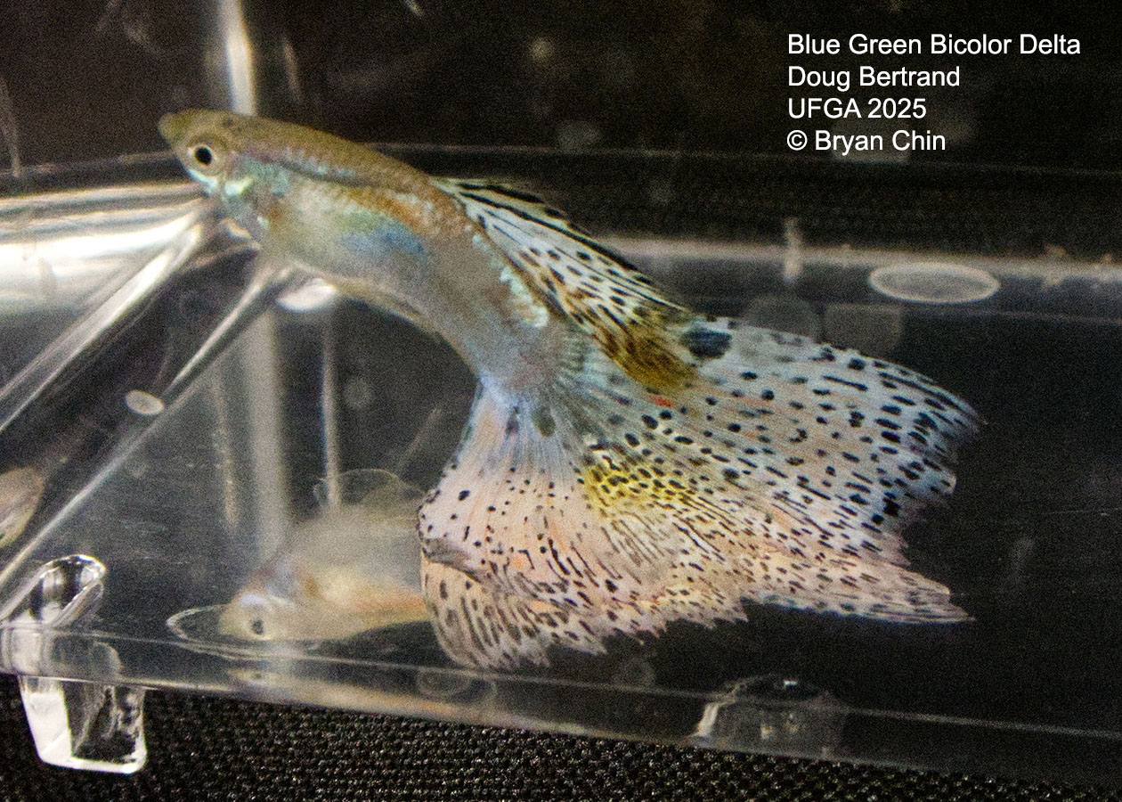 Guppy Blue Green Bicolor